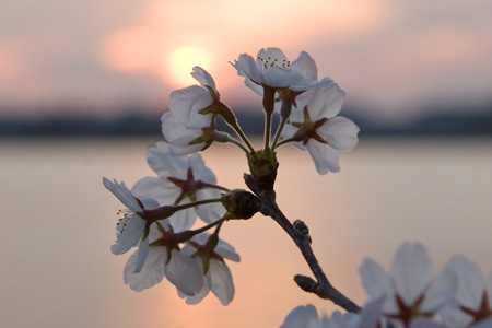 Cherry blossoms at sunset