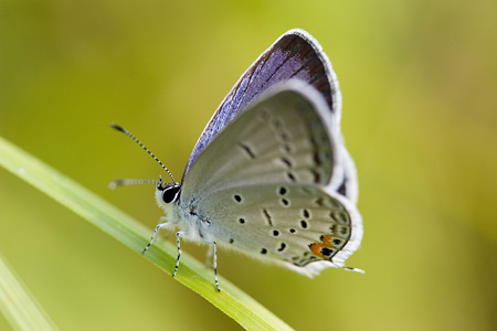 Moth near Criglersville